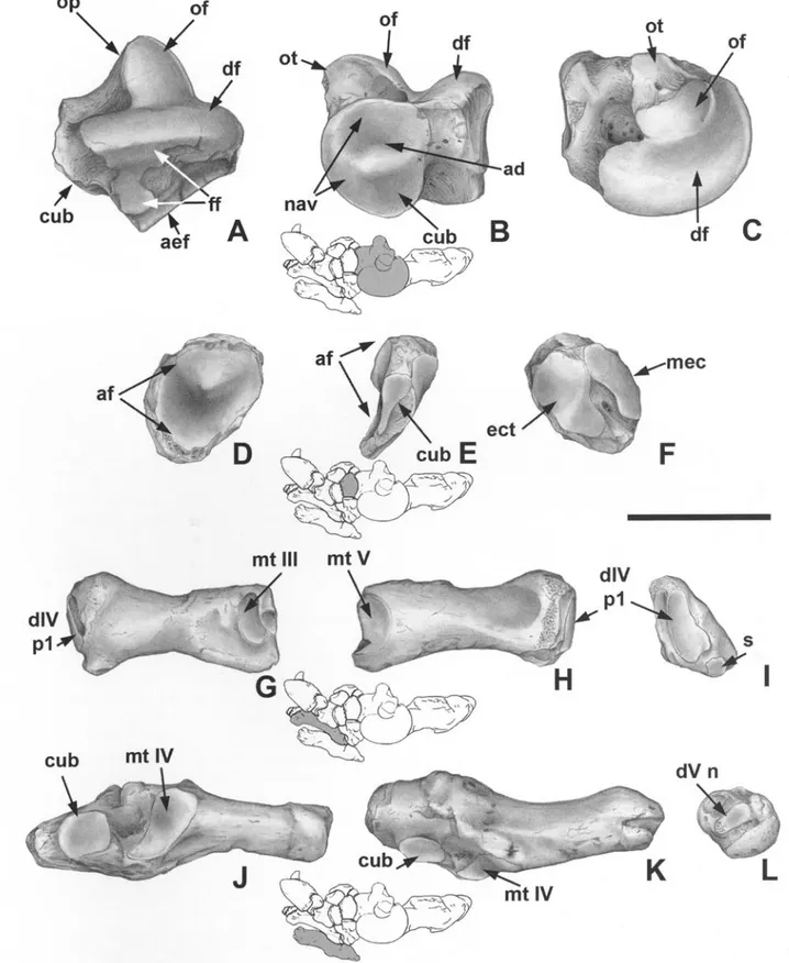 Fig. 2.  Urumaquia robusta  (AMU-CURS  169). A-C:  Left astragalus.  D-F:  Right navicular