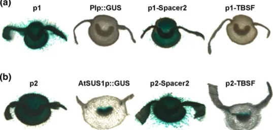 Fig. 5 Analysis of the TBS element for promoter-like activity.