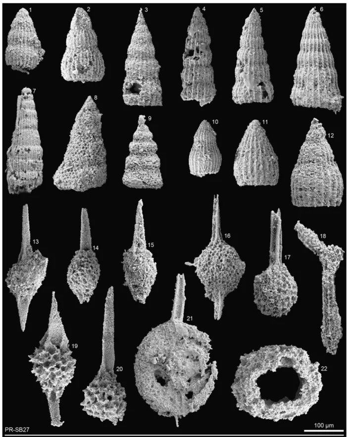 Fig. 11 Thanarla brouweri (T AN ). Fig. 12 Thanarla sp. Figs. 13–15 Archaeospongoprunum sp