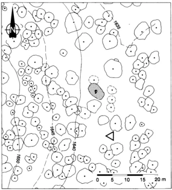 Fig. 1. Map of crown projections of the stand including the experimental tree (dark crown)