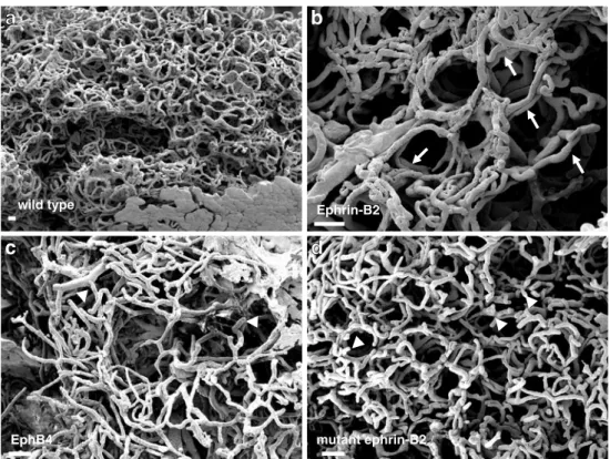 Figure 2 Scanning electron micrographs of mercox  corro-sion casts of the vasculature in the lactating mammary glands of wild type females (a) and  trans-genic females overexpressing ephrin-B2 (b), EphB4 (c) or a dominant negative ephrin-B2 mutant (d) in t