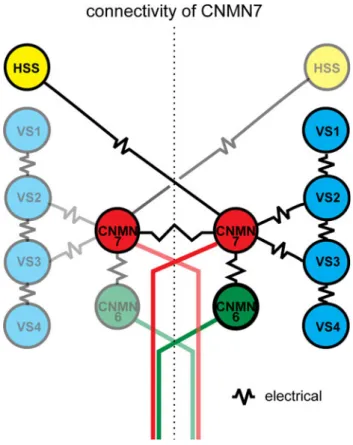 Fig. 10 Schematic of the investigated neural circuit. CNMN7 is electrical coupled ipsilaterally to VS2 and VS3 (blue) and to CNMN6 (green) and contralaterally to HSS (yellow) and CNMN7 (slight red)