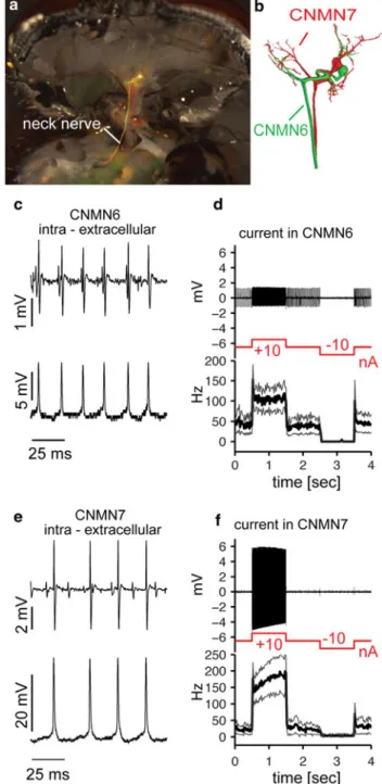Fig. 2 Extra- and intracellular recording of CNMN6 and CNMN7.