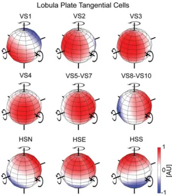 Fig. 4 Rotational action fields of LPTCs. Red represents a depolar- depolar-ization of the cells, blue a hyperpolarization