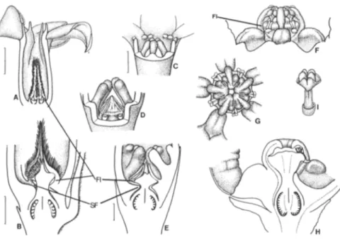 Fig. 6. Periplocoideae:  the formation of the staminal tube from the staminal foot.  Ectadium virgatum  (P