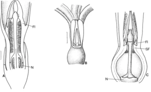 Fig. 8. Apocynoideae  with filaments  fused to wall of corolla tube, with corolla tube thickened  be-  neath  them
