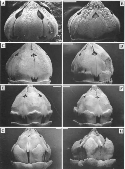 Fig.  11.  Development of  the  gynostegial  corona  in  Sarcostemma  viminale  (P.  V