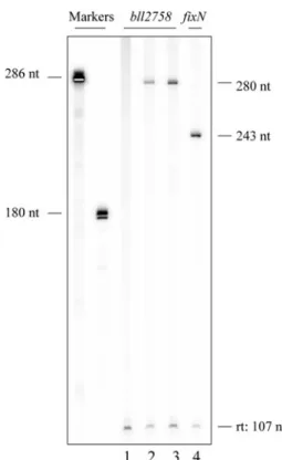 Fig. 3 In vitro transcription from the bll2758 promoter. Transcripts from template plasmid pRJ0208, which contains the bll2758 promoter region, were generated by multiple-round in vitro transcription with purified B