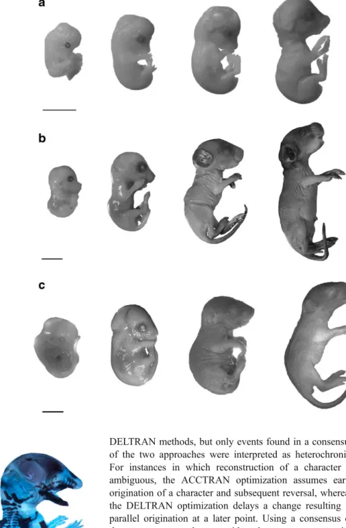 Fig. 2 A sample of ontogenetic series prepared for this study at the Paläontologisches Institut und Museum, Zürich