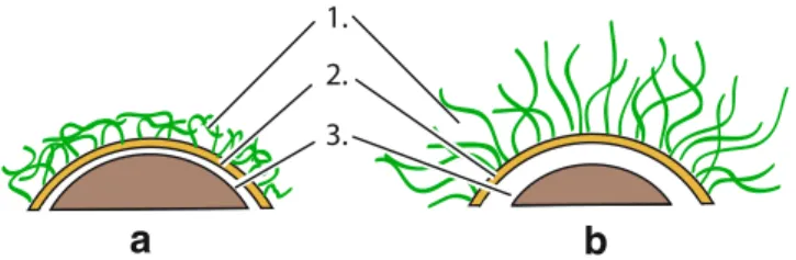 Fig. 6 Schematic representations of the envelope of a Gram-negative bacterium, which is composed of a polymeric fringe (1), an outer membrane (2), a periplasmic space (3), and an inner membrane (4), at pH 10 (a) and pH 4 (b); (redrawn, not to scale, from G