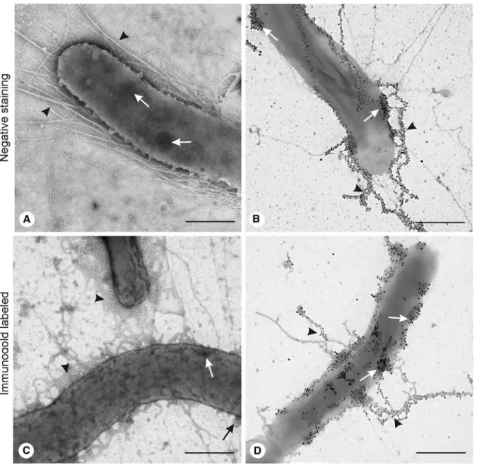 Fig. 3 Expression of CFA/I (arrowheads) and CS3 (arrows) antigens in bivalent recombinant strains CHCS3-R2 (pSSVI215-cfaI) (A, B) and BB06 (C, D) as revealed by negative staining (A, C) and immunogold labelling (B, D).