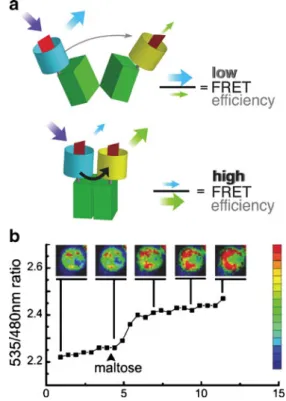 Fig. 1 (a) Substrate-induced conformational changes. The enhanced cyan fluorescent protein donor chromophore was fused to the N terminus of maltose-binding protein; the enhanced yellow fluorescent protein acceptor chromophore was attached to the C terminus