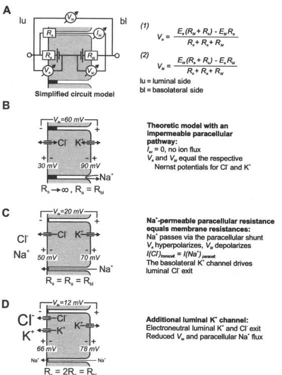 Fig.  1.  Role  of K +  channels during  electrogenic transport.  (A)  A  simplified circuit model for an epithelial cell layer (modified from [40,  41])