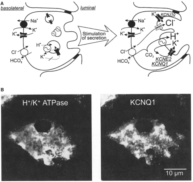 Fig.  2.  K +  recycling is  required  for  acid  secretion in  parietal  cells. 