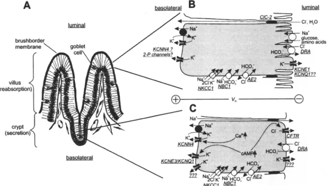 Fig. 3. Electrogenic transport in small intestine. (A) The mucosa of  small intestine consists of crypt and villus cells