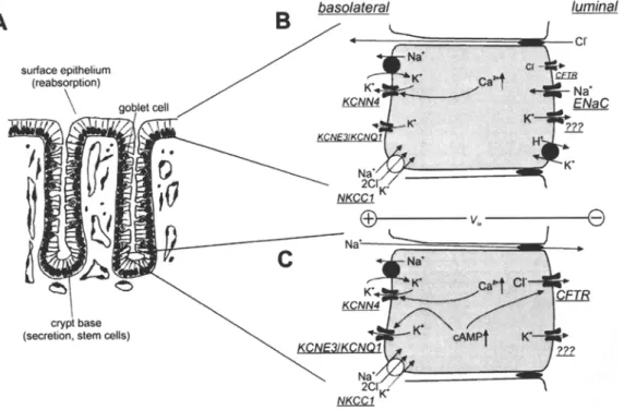 Fig.  5.  Role of K +  channels for secretion and  absorption in  distal  colonic mucosa