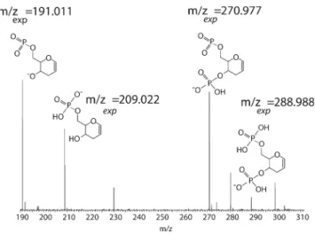 Figure 4. Section of the MS 3 spectrum of (h(NH 2 (CH 2 ) 6 -GCCTA) - T - ) 3- (m/z 527.459), showing abundant peaks corresponding to hex-1-en pyranosyl backbone fragments