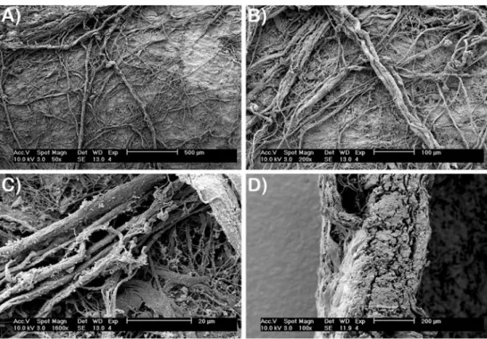 Fig. 1 SEM analysis of collagen barrier membrane. a, b Membrane surface reveals many collagen fibrils that are intertwined with one another with various diameters and directions (magnification A0 ×50, B0 ×200)