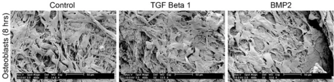 Fig. 4 Proliferation assay of 10 4 primary osteoblasts seeded on con- con-trol, TGF β 1 soak-loaded, or BMP2 soak-loaded barrier membranes as assessed by total dsDNA