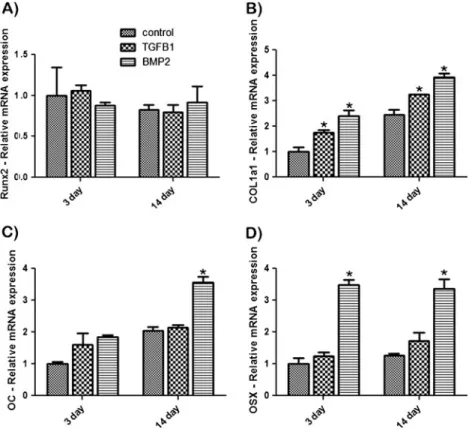 Fig. 6 Normalized alizarin red staining absorbance values at 14 days post-seeding. BMP2 soak-loaded barrier membranes displayed  signif-icantly higher mineralization when compared to control and TGF β 1 soak-loaded barrier membranes