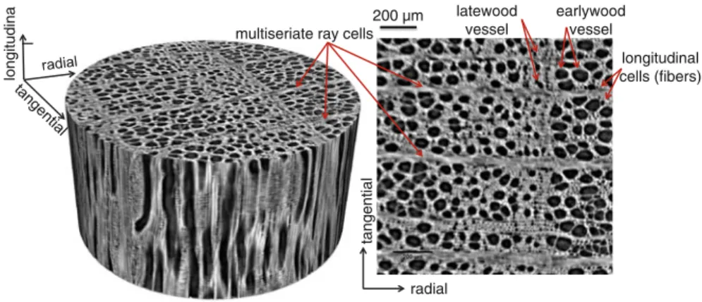 Figure 2 shows the three-dimensional structure of beech after rendering a circular crop of 1,200 slices