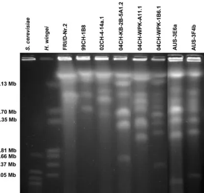 Fig. 1 A composite image showing the electrophoretic karyotypes of the smallest chromosomes for eight Rhynchosporium strains including all three species.