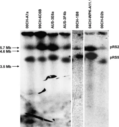 Fig. 2 Composite autora- autora-diogram of Southern blots of Rhynchosporium electrophoretic karyotypes of medium-sized chromosomes