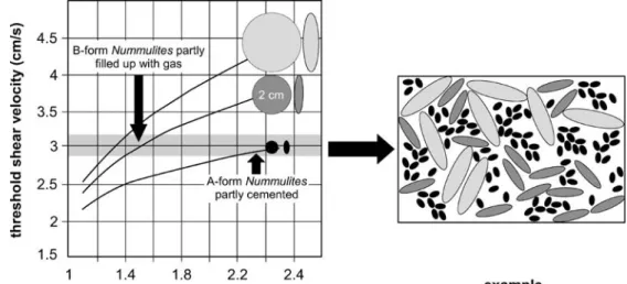 Fig. 8 Nummulites of different sizes may have the same hydrodynamic behaviour depending on their density.