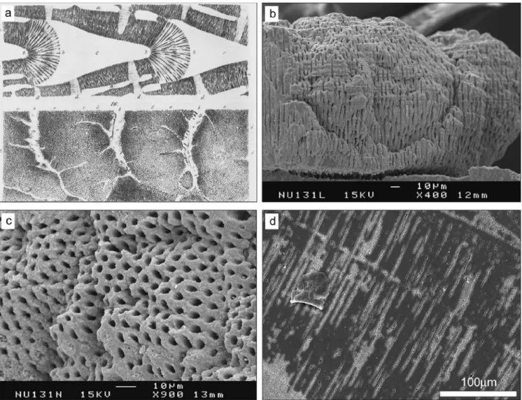 Fig. 3 Internal structure of fossil Nummulites tests. a Illustration of the microporous test of Nummulites laevigatus (according to  Car-penter 1850)