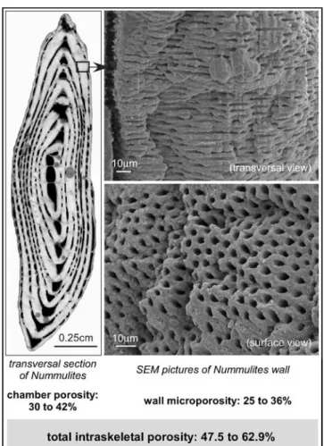 Fig. 4 Quantification of the intraskeletal porosity (chambers and walls) of Nummulites gizehensis