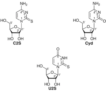 Fig. 1 Chemical structures of 2-thiocytidine (C2S) and of its parent compound, cytidine (Cyd), as well as of the related 2-thiouridine (U2S)