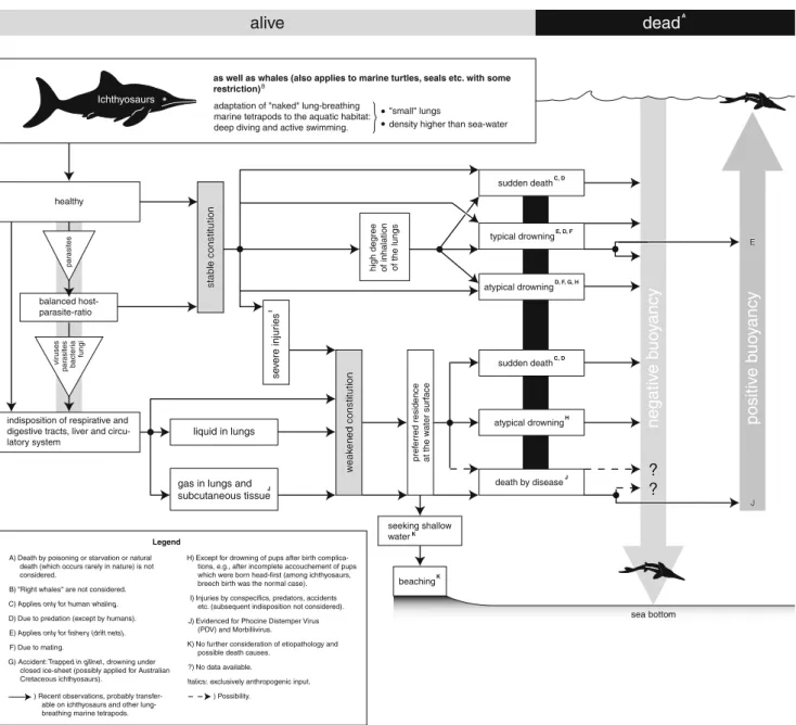 Fig. 4 Peri- and postmortem behavior of marine tetrapods without buoyancy-increasing body fat, oil, hair or feathers in the pelagic realm (modified after Hänggi and Reisdorf 2007; references in Reisdorf 2007)