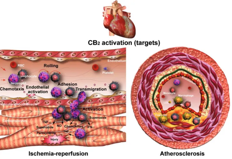 Fig. 1 Therapeutic targets of CB 2 receptor stimulation in ischemia/