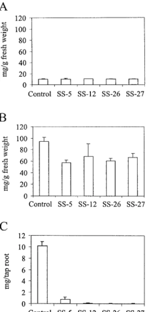 Figure 10. Influence of antisense inhibition of sucrose synthase on cellulose content source leaves (A) and tap roots (B and C) of transgenic carrot plants