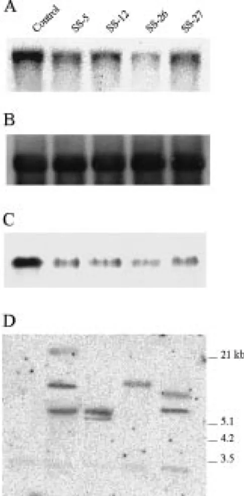 Figure 2. Residual sucrose synthase activity in source leaves (A) and tap roots (B) of transgenic carrot plants expressing antisense mRNA for the enzyme