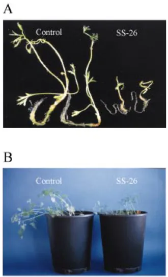 Figure 3. Phenotypic changes in transgenic plantlets expressing antisense mRNA for sucrose synthase