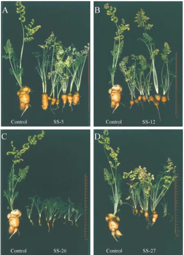 Figure 5. Phenotypical changes in mature transgenic plants. Plants were grown in soil in a growth chamber for about 4 months