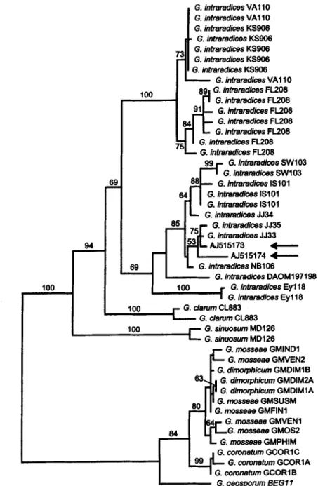 Fig.  2.  Phylogenetic tree  of  Glomus  group  A  from  sequences of the  5.8S  subunit and  ITS2