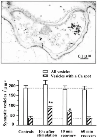 Fig. 2. Transient accumulation of calcium in synaptic vesicles after a brief period of activity