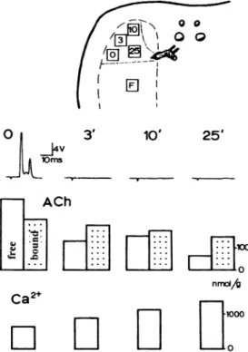 Fig. 3. In vivo experiment illustrating calcium-acetylcholine exchange in synaptic vesicles