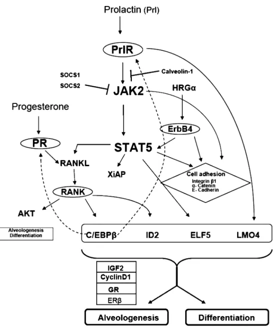 Figure 2 Model of the signal- signal-ing network that controls  alveo-logenesis and lactogenic differentiation in the mouse mammary gland