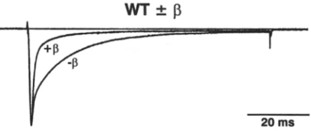 Fig.  3.  Bimodal  gating  and  effects  o f   the  accessory  [31  subunit  on  the  inactivation  kinetics