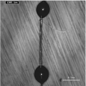 Fig. 1 A prepared tracheid for tensile test
