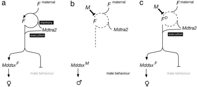 Fig. 7 Model for Mdtra2 in female development. a In the female zygote, Mdtra2 is required for autoregulation of the  female-determining factor F