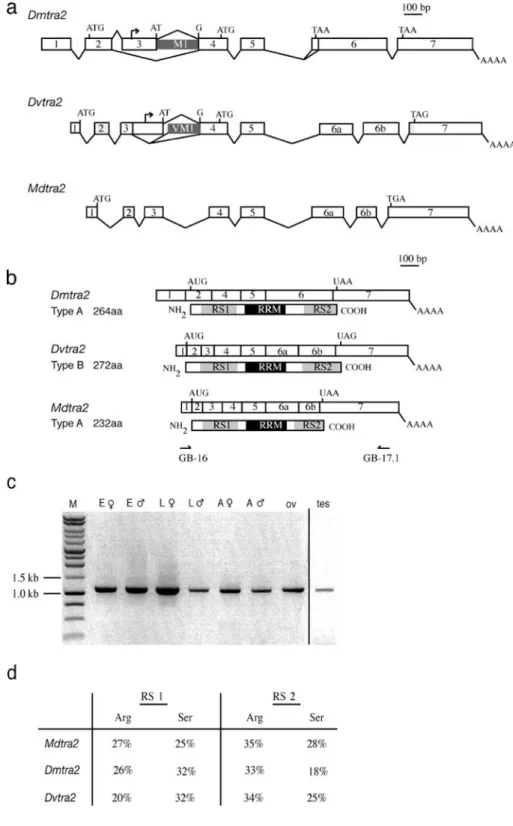 Fig. 1 tra2 genes in Drosophila melanogaster, D. virilis and Musca domestica. a Genomic organization of Dmtra2, Dvtra2 and Mdtra2
