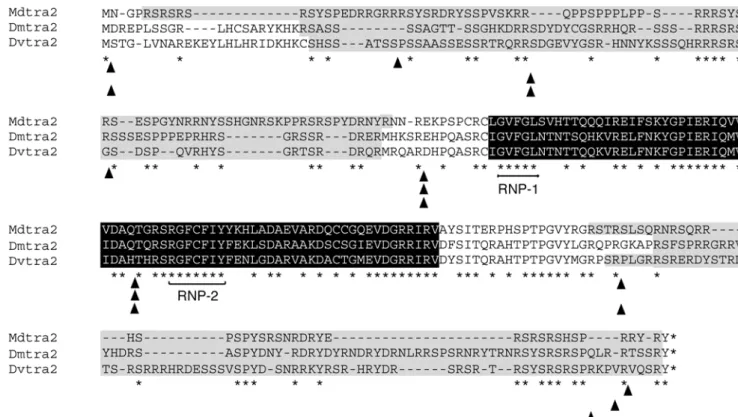 Fig. 2 Sequence alignment of the major protein variants of DmTRA2, DvTRA2 and MdTRA2. The RNA recognition motif (RRM) is in black; RS domains are grey