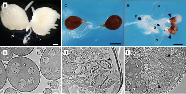 Fig. 6 Mdtra2 is required for female differentiation of the gonads.