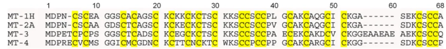 Table 1 Alignment of amino acid sequences of the four human metallothionein (MT) isoforms using ClustalW