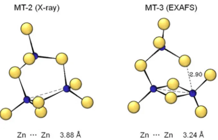 Fig. 4 Structural model of the Zn 3 (Cys) 9 cluster in Zn 7 MT-3 (right) and in comparison with the cyclohexane-like Zn 3 (Cys) 9 cluster present in Zn 7 MT-2 (left)