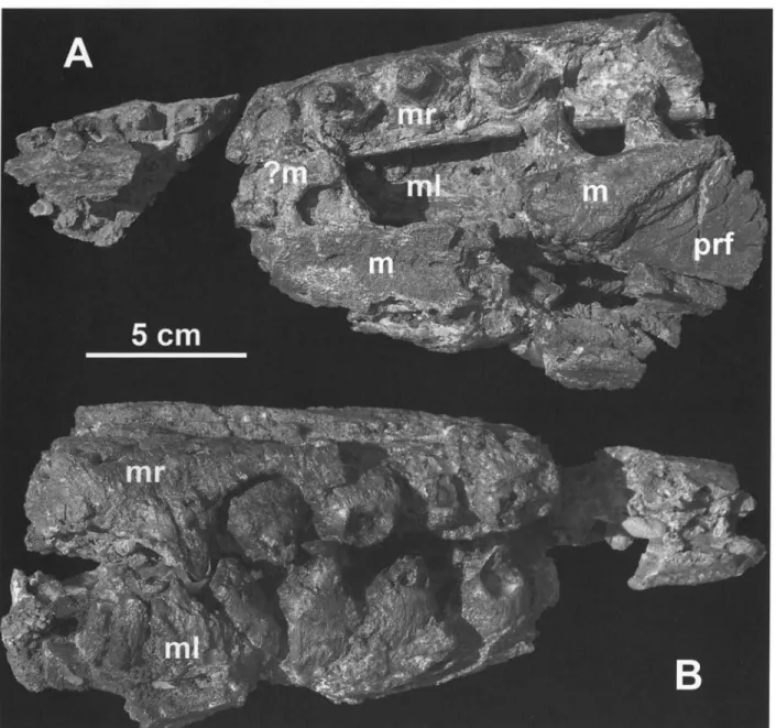 Fig.  1.  Skull  fragments  of  mosasaur  UNEFM-VF-39.  A:  Dorsal  and  B:  ventral  view
